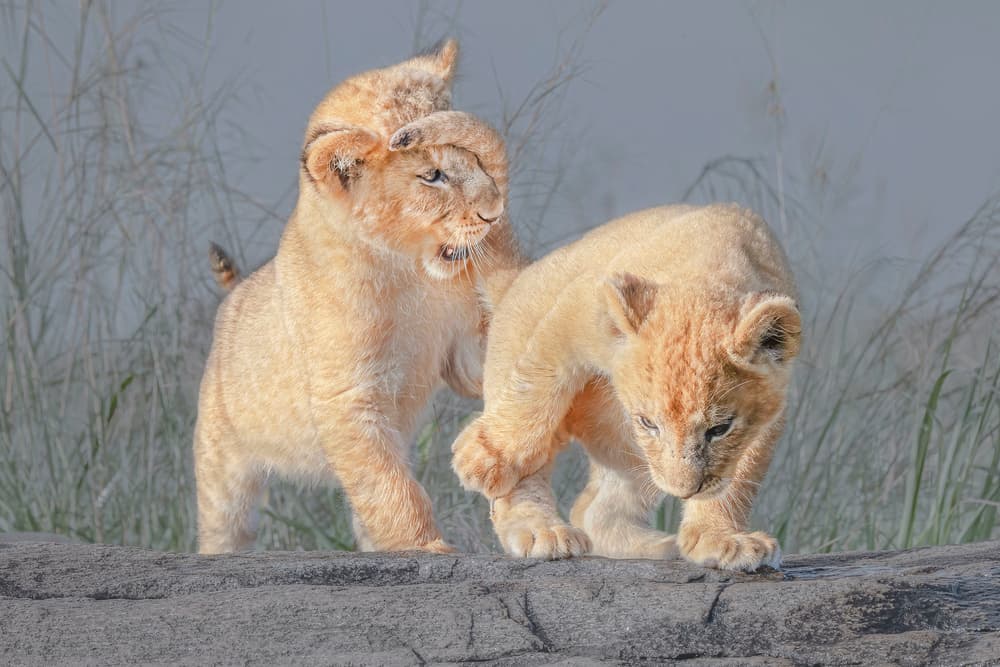 Playful Lion Cubs by Jennifer Lu — canvas wall art