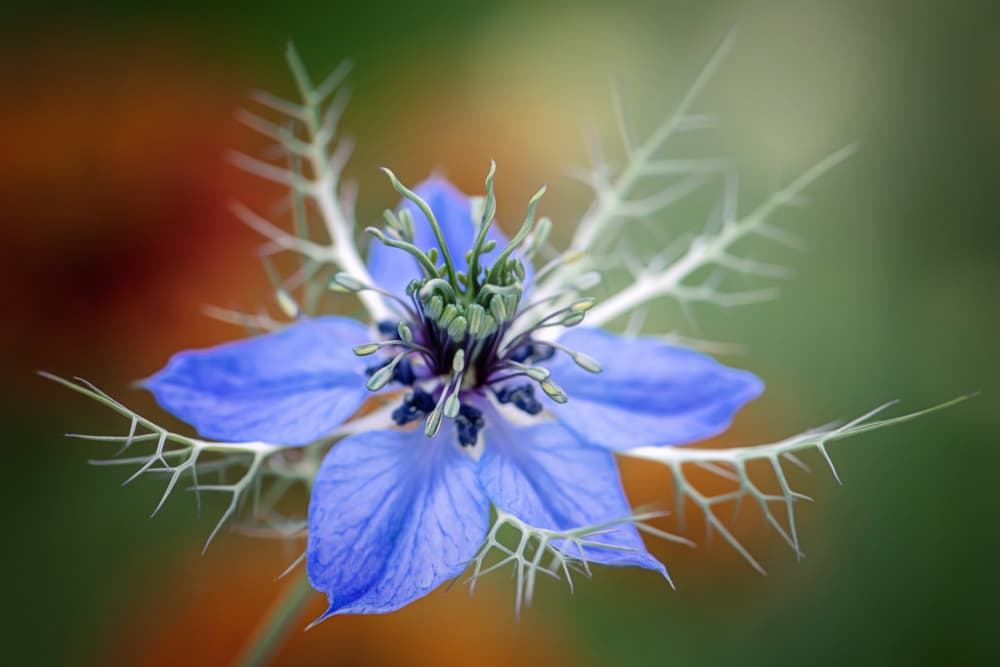Love In A Mist Flower by Jacky Parker — canvas wall art