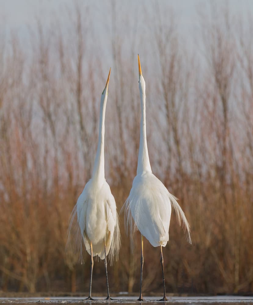 Two Elegant Egrets by Cheng Chang — canvas wall art