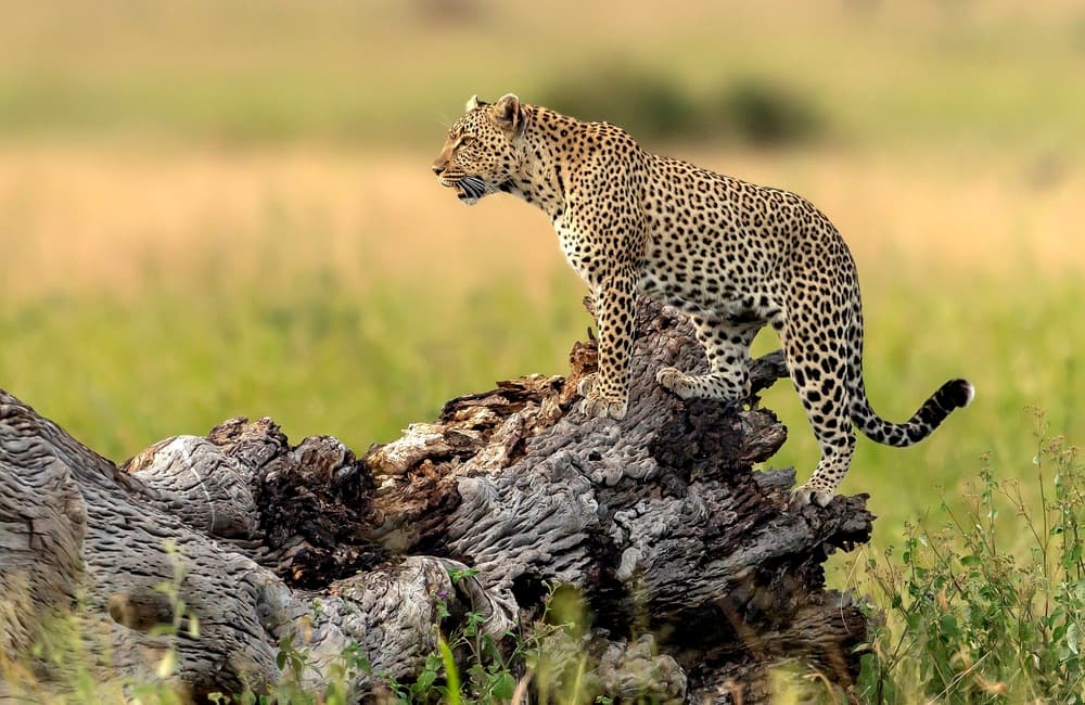 Watchful Leopard Perched by Giuseppe DAmico — canvas wall art