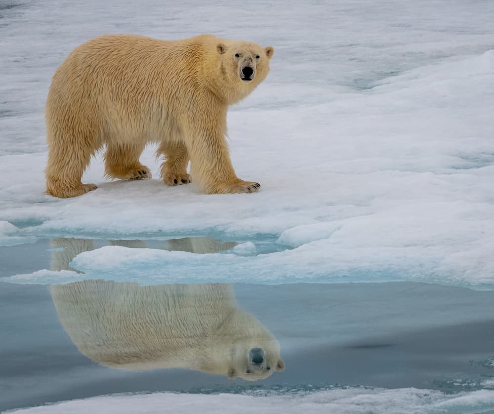 Polar Bear Reflection by Liwen Tao — canvas wall art