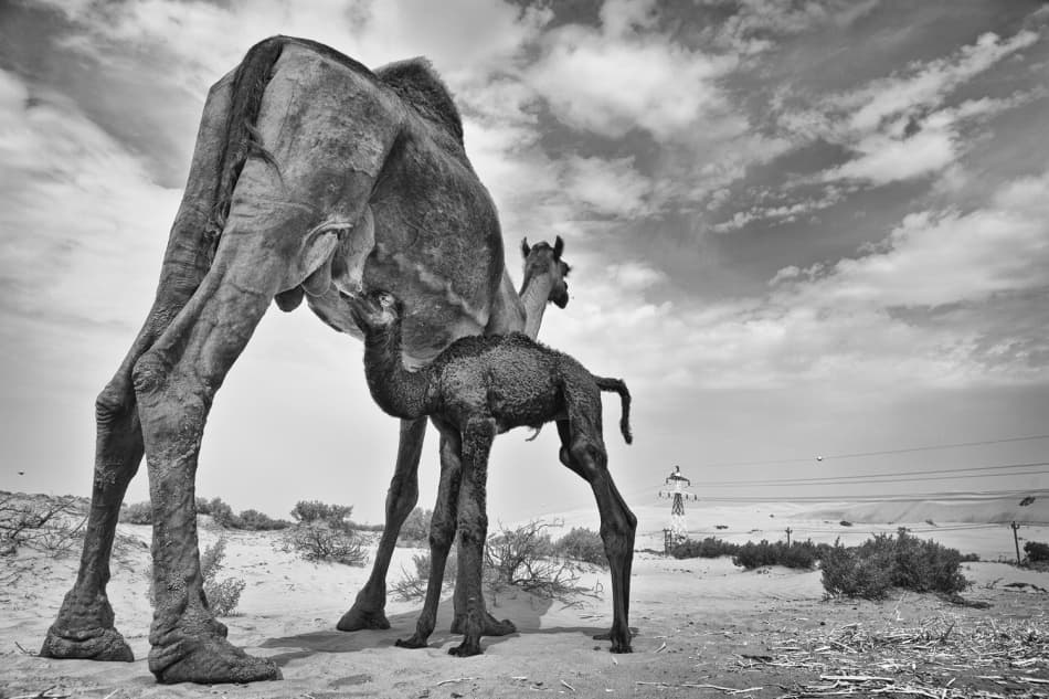 Desert Mother and Calf by Rami Al Adwan — canvas wall art