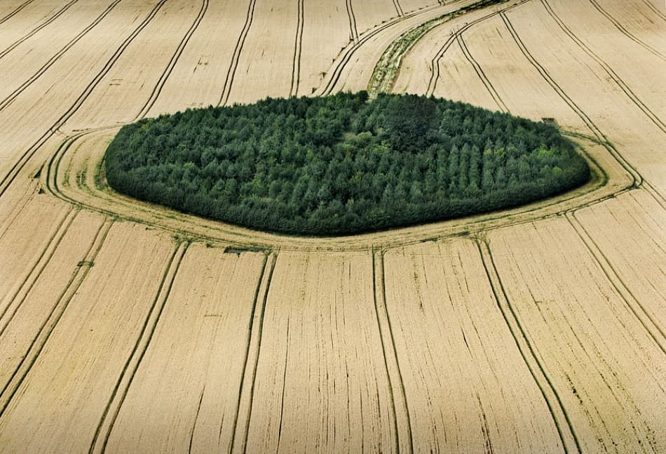 Geometric Forest Field by Clive Collie — canvas wall art