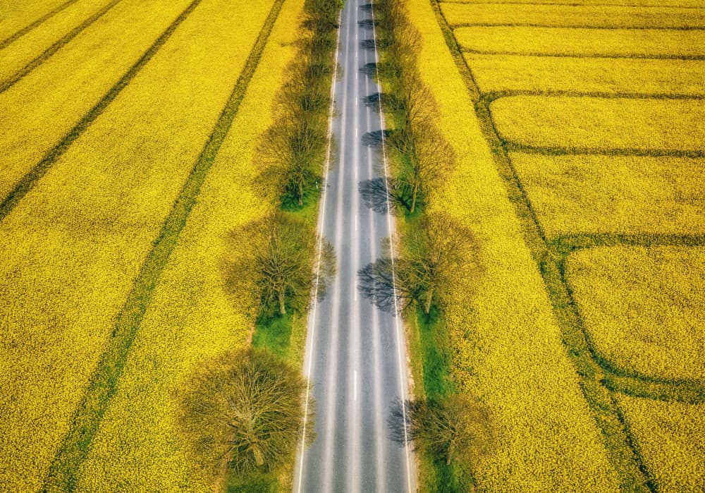 Vibrant Yellow Fields Road by Guy Krier — canvas wall art