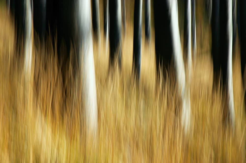 Golden Forest Blur by Tom Pavlasek — canvas wall art