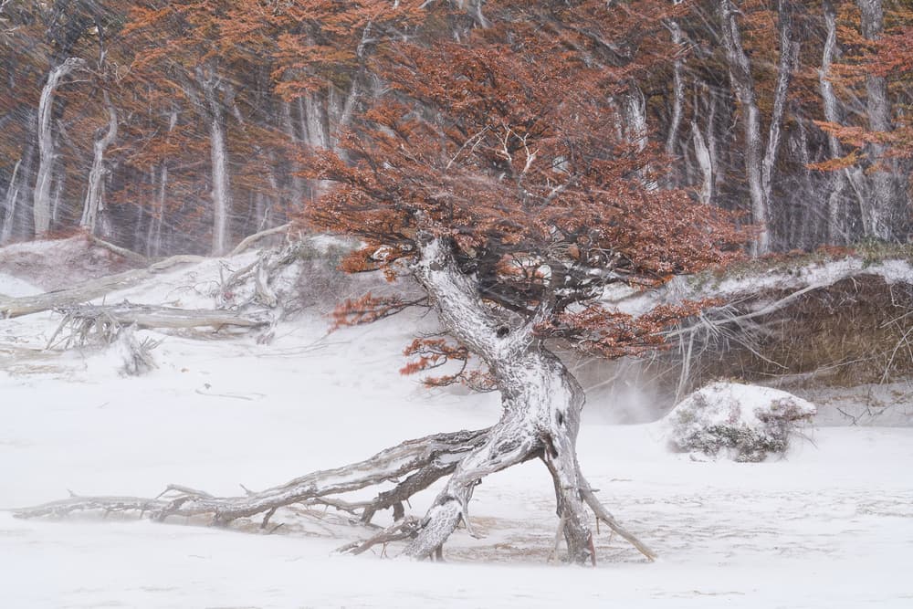 Windblown Winter Tree by John Fan — canvas wall art