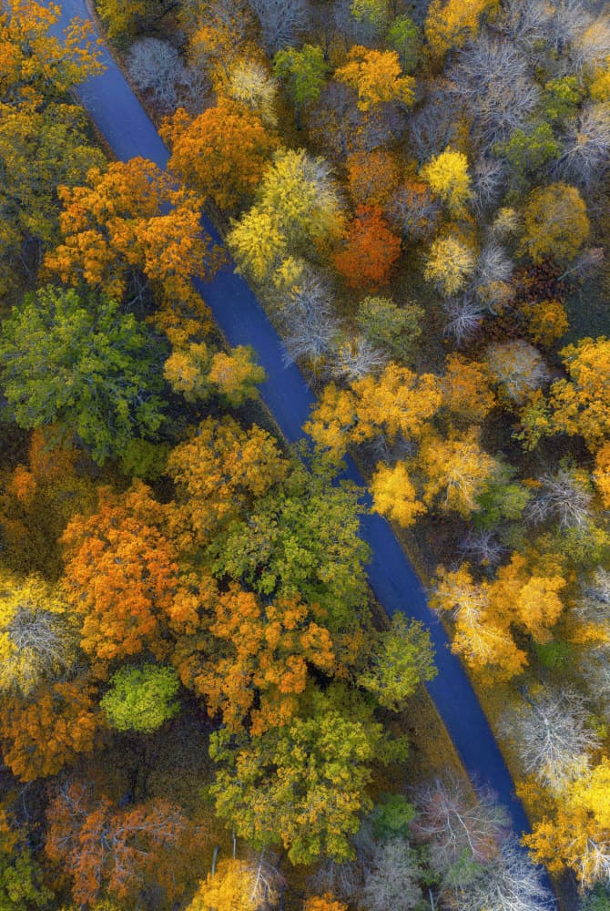 Vibrant Autumn Forest Road by Karim Al Thahaby — canvas wall art