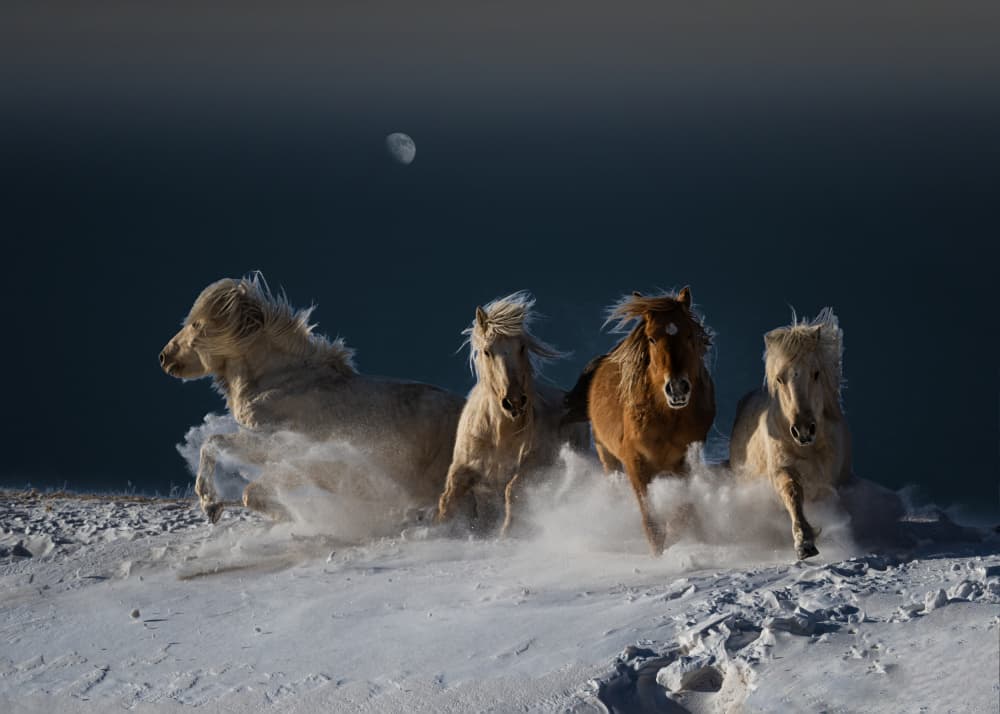 Galloping Snow Horses by Chuanxu Ren — canvas wall art