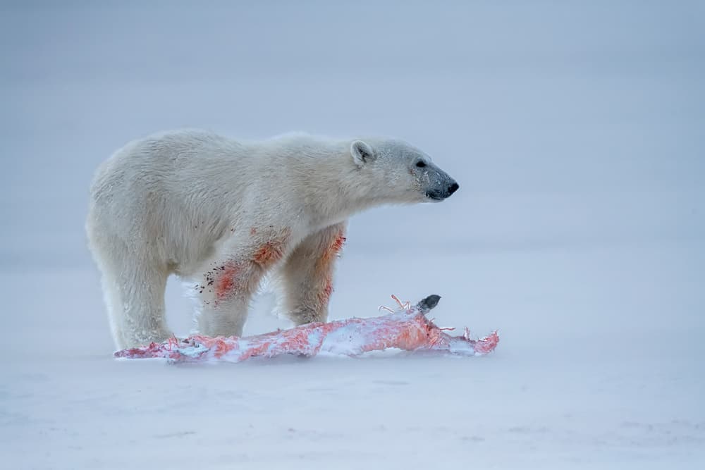 Polar Bear Fresh Kill by Jie Fischer — canvas wall art