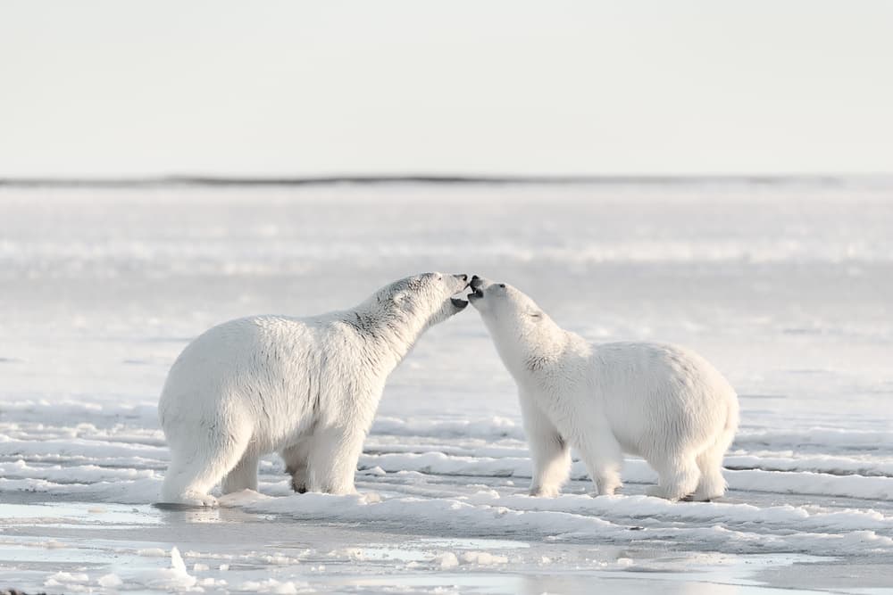 Polar Bear Affection by Eiji Itoyama — canvas wall art