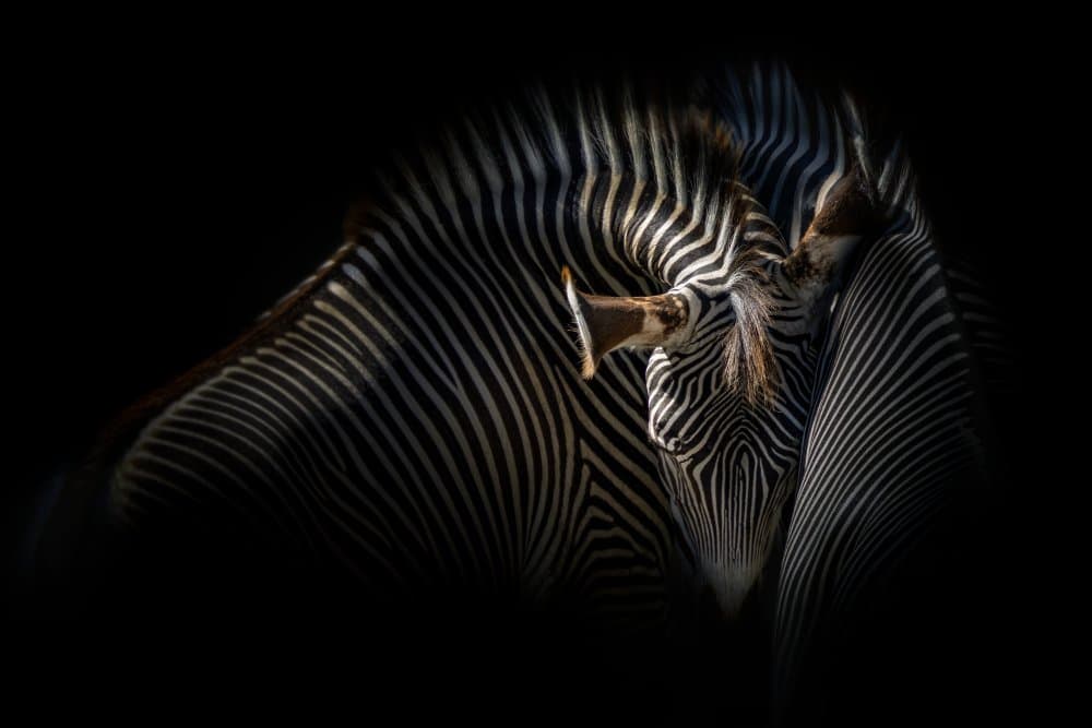 Grevy Zebras In Shadow by Jealousy — canvas wall art