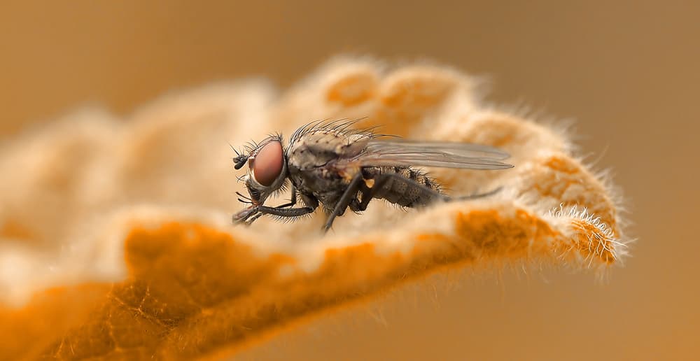 Orange Fly Macro by Thierry Dufour — canvas wall art