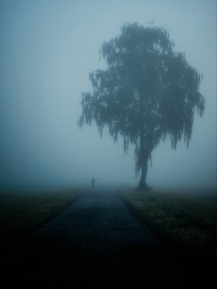 Solitary Tree in Fog by Renate Wasinger — canvas wall art