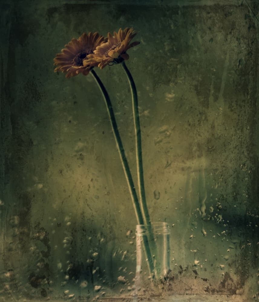 Rainy Day Gerberas by Delphine Devos — canvas wall art