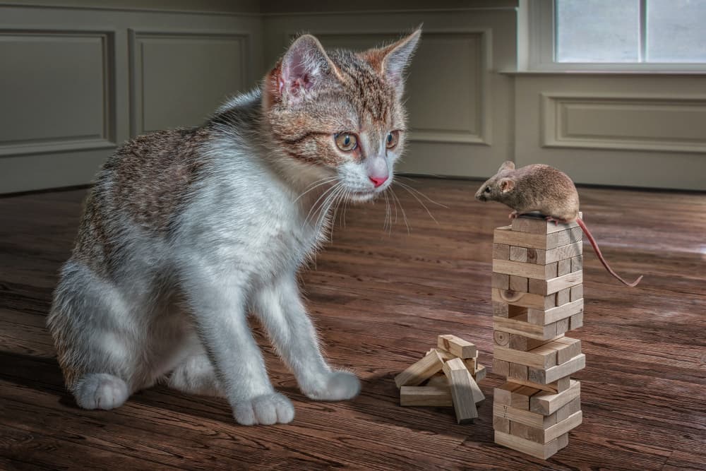 Cat and Mouse Jenga by Marcel Egger — canvas wall art