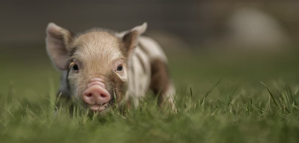 Cute Baby Piglet by Gert van den Bosch — canvas wall art