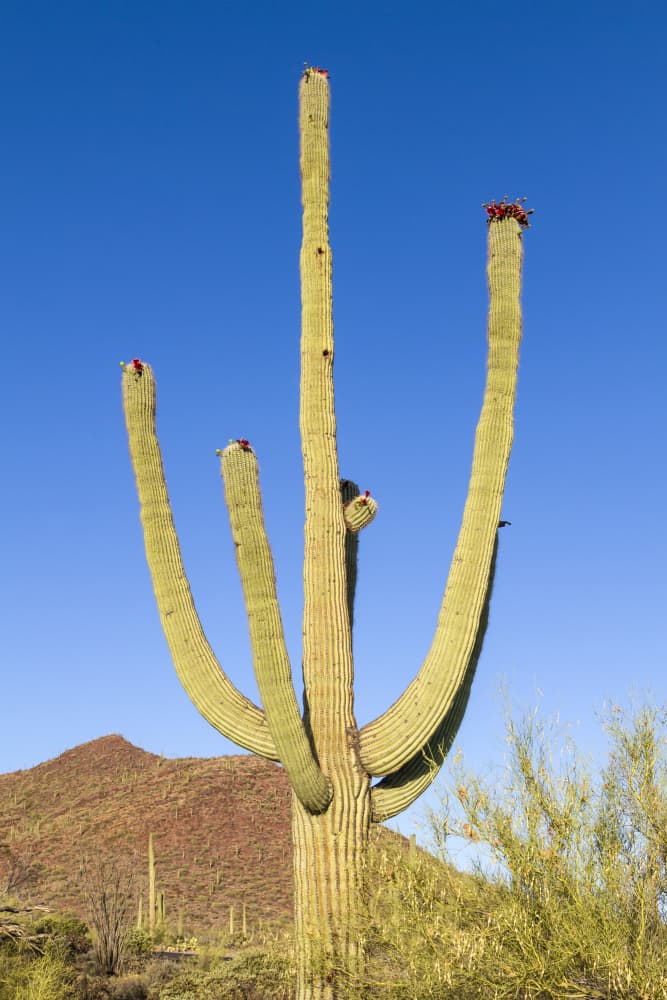 Majestic Saguaro Cactus Bloom by Melanie Viola — canvas wall art