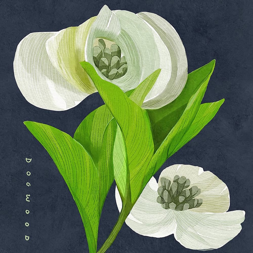 White Dogwood on Navy by Katie O'Shea — canvas wall art