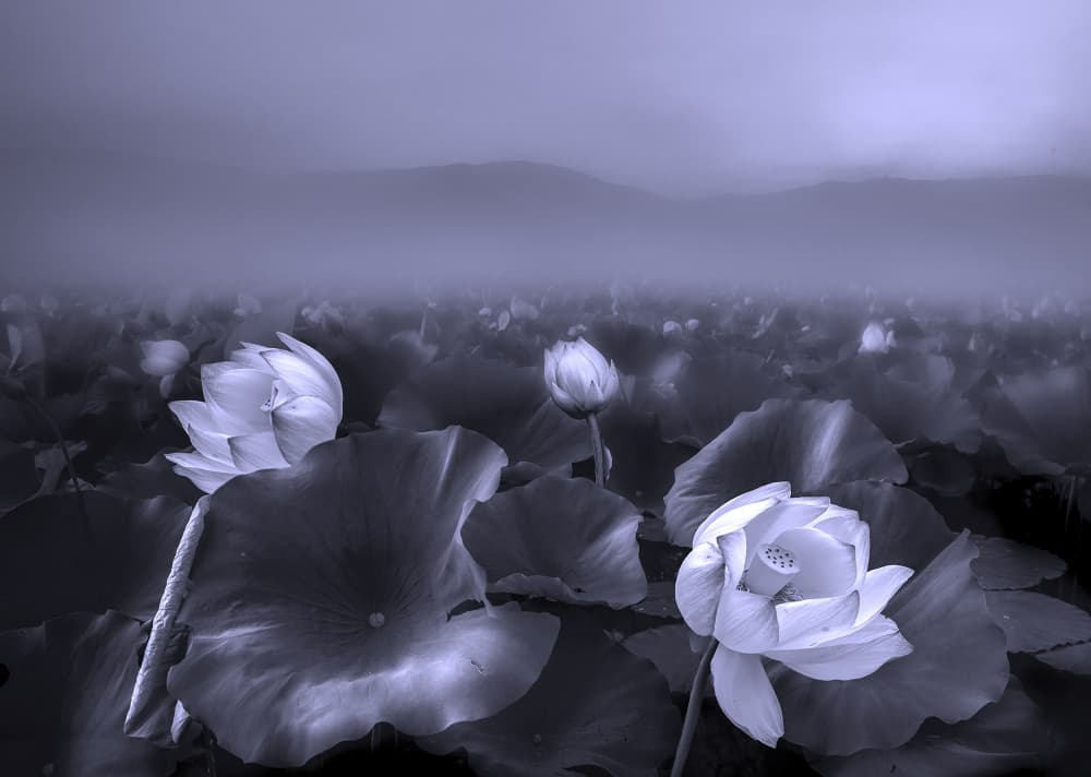Misty Lotus Blooms by Judy Tseng — canvas wall art