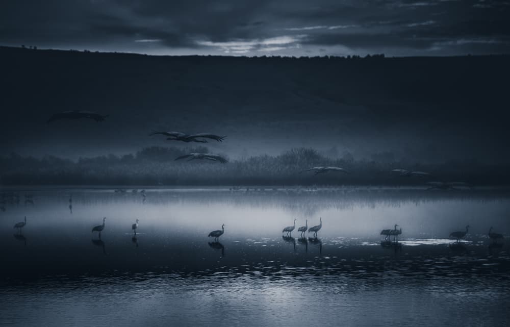 Misty Lake Cranes by Farid Kazamil — canvas wall art