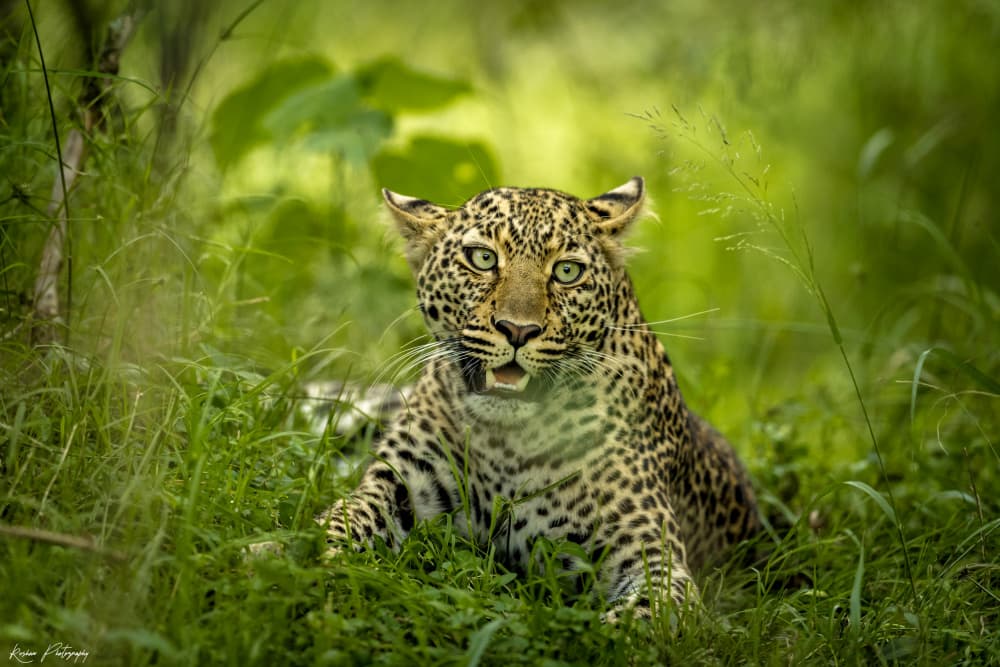 Captivating Leopard Gaze by Roshkumar — canvas wall art