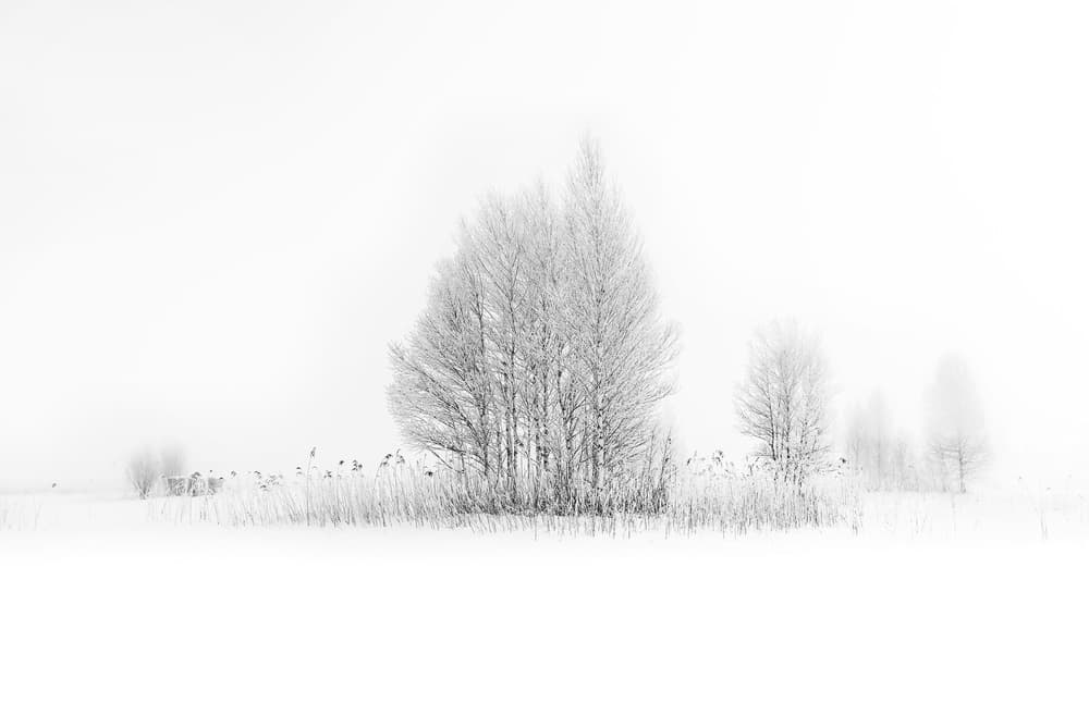 Frosted Winter Trees by Nina Pauli — canvas wall art
