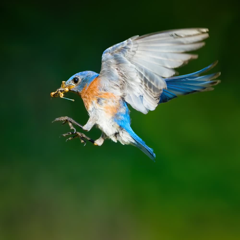 Bluebird's Dynamic Catch by Alex Li — canvas wall art