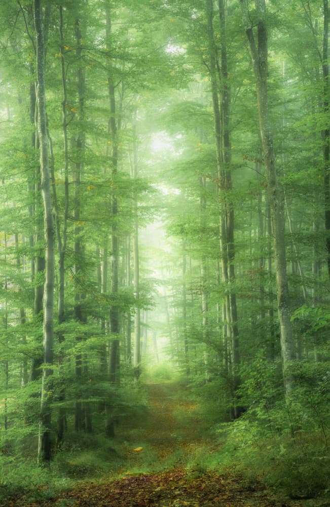 Misty Forest Path by Ulrike Eisenmann — canvas wall art