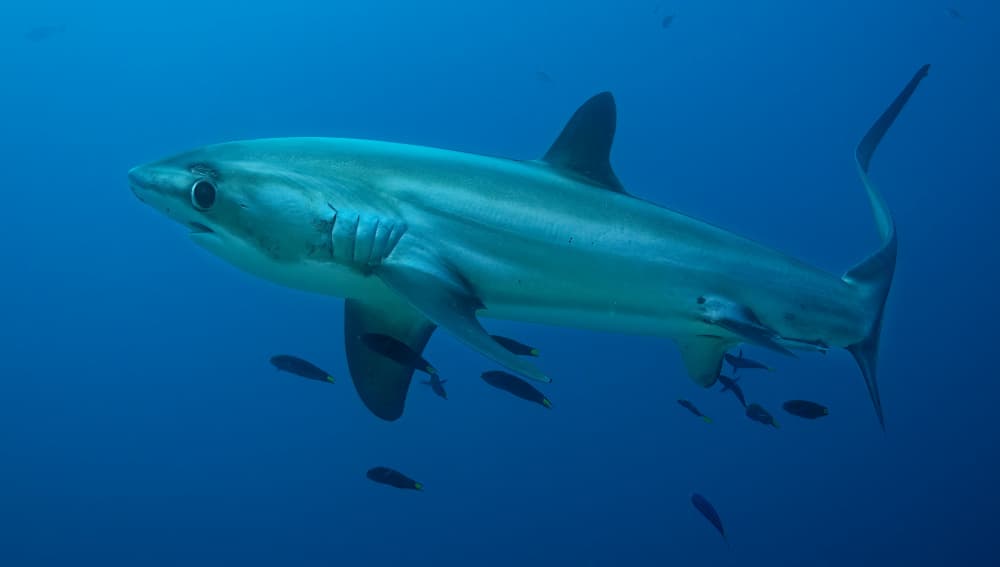 Blue Shark Deep Blue by Ido Meirovich — canvas wall art