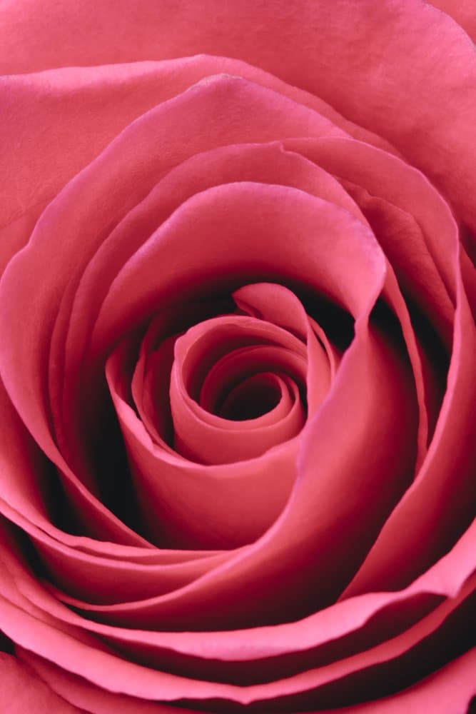 Vibrant Pink Rose by Pictufy Studio III — canvas wall art