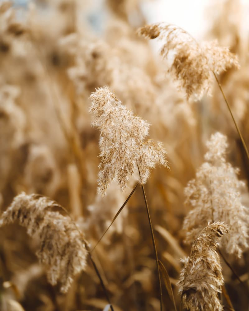Golden Pampas Grass by Josip Milićević — canvas wall art