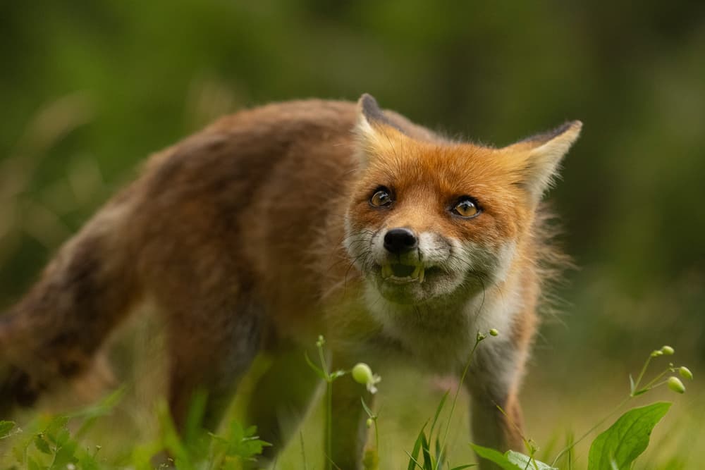 Curious Red Fox by Jure Kravanja — canvas wall art