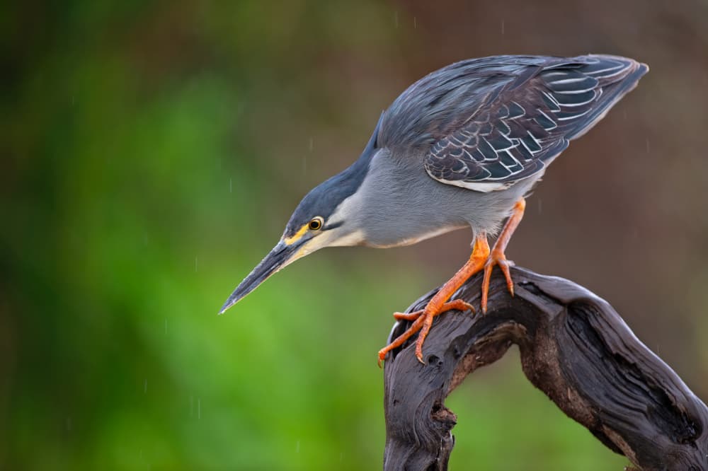 Focused Heron In Rain by Marco Pozzi — canvas wall art