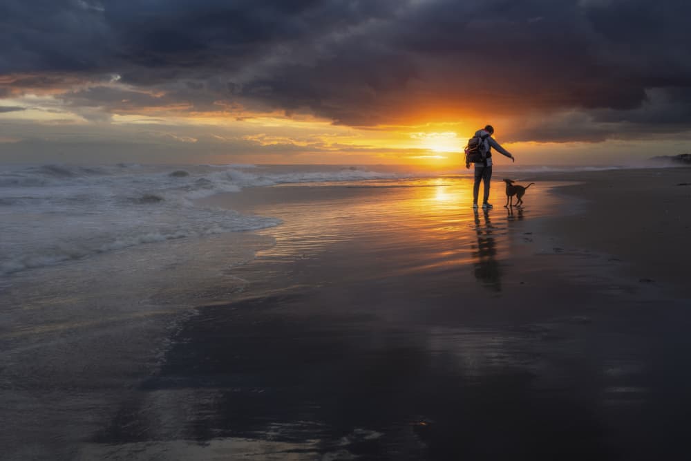 Sunset Dog Walk by Tomás Hueso Marco — canvas wall art