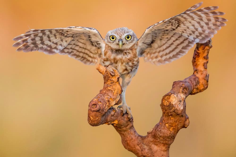 Little Owl Spreading Wings by David Manusevich — canvas wall art