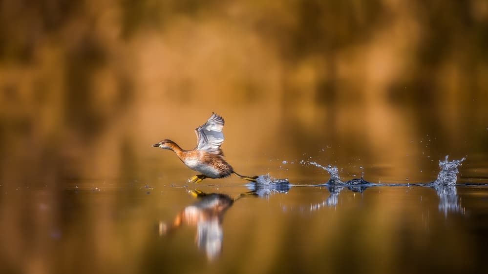 Golden Grebe Takes Flight by Faisal ALnomas — canvas wall art