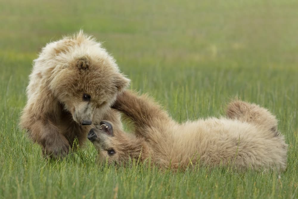 Playful Bear Cubs by Linda D Lester — canvas wall art