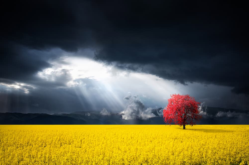 Dramatic Sky Red Tree by Bess Hamiti — canvas wall art