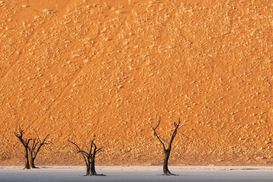 Deadvlei Desert Trees by Ben McRae — canvas wall art