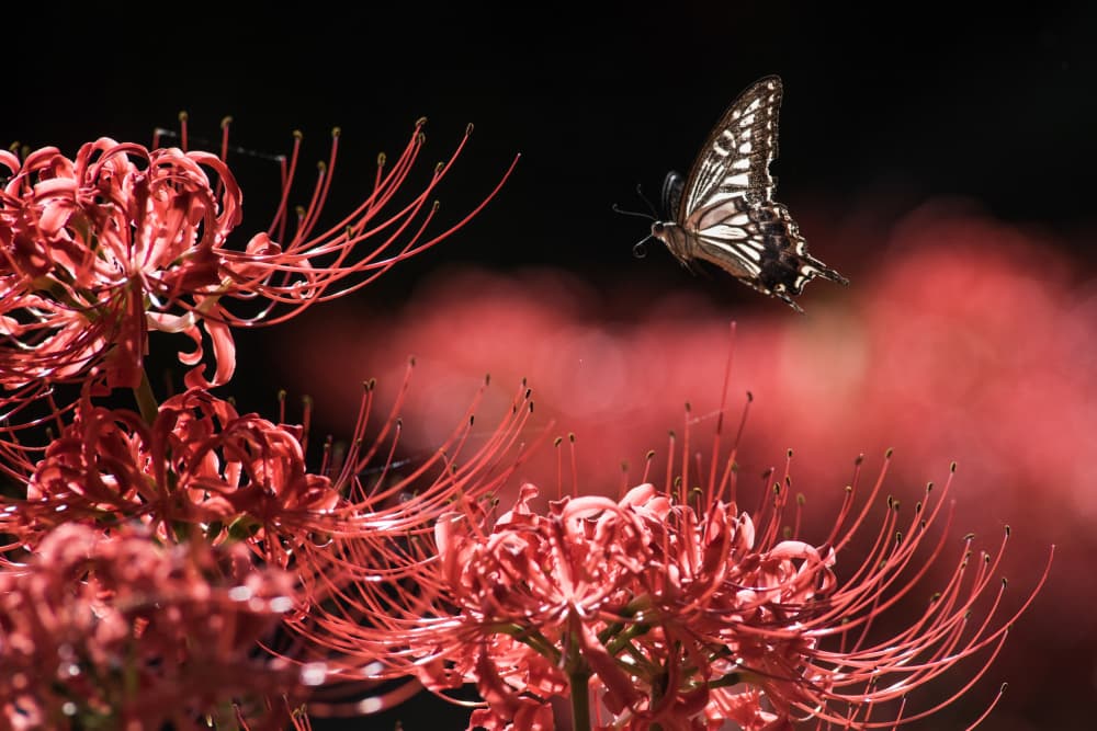 Butterfly Over Red Blooms by Takashi Suzuki — canvas wall art