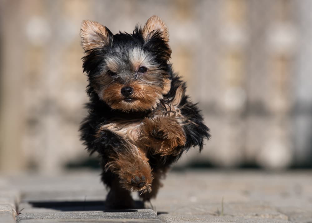 Running Yorkie Puppy by Darlene Hewson — canvas wall art