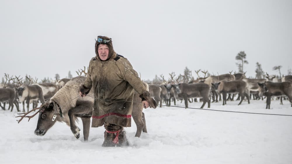 Arctic Reindeer Herder by Marcel Rebro — canvas wall art