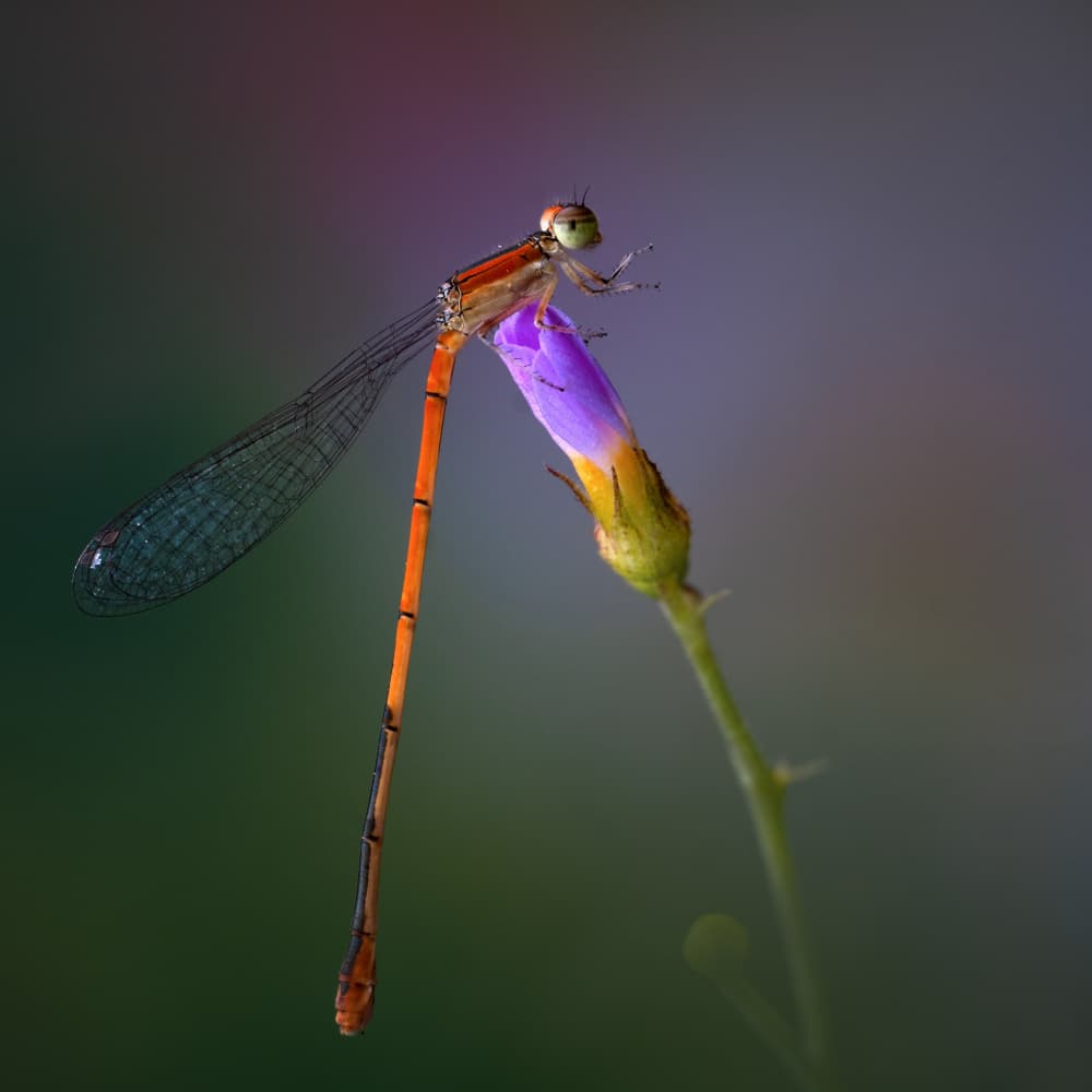 Orange Damselfly Perched by Summer2016 — canvas wall art