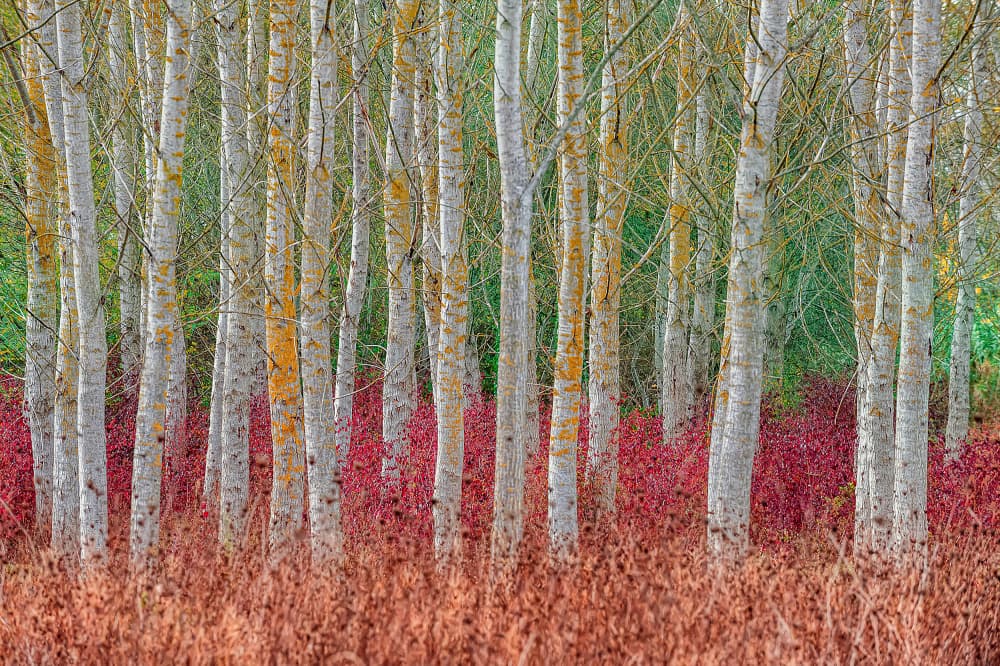Vibrant Autumn Trees by Jure Kravanja — canvas wall art