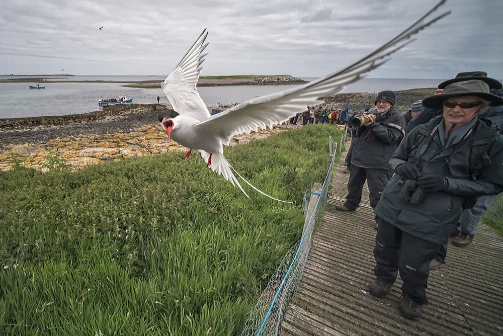 Arctic Tern Coastal Flight by Alfred Forns — canvas wall art