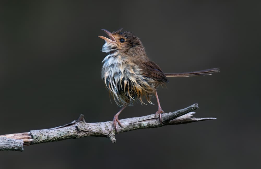 Wet Bird Singing by Emanuel Papamanolis — canvas wall art