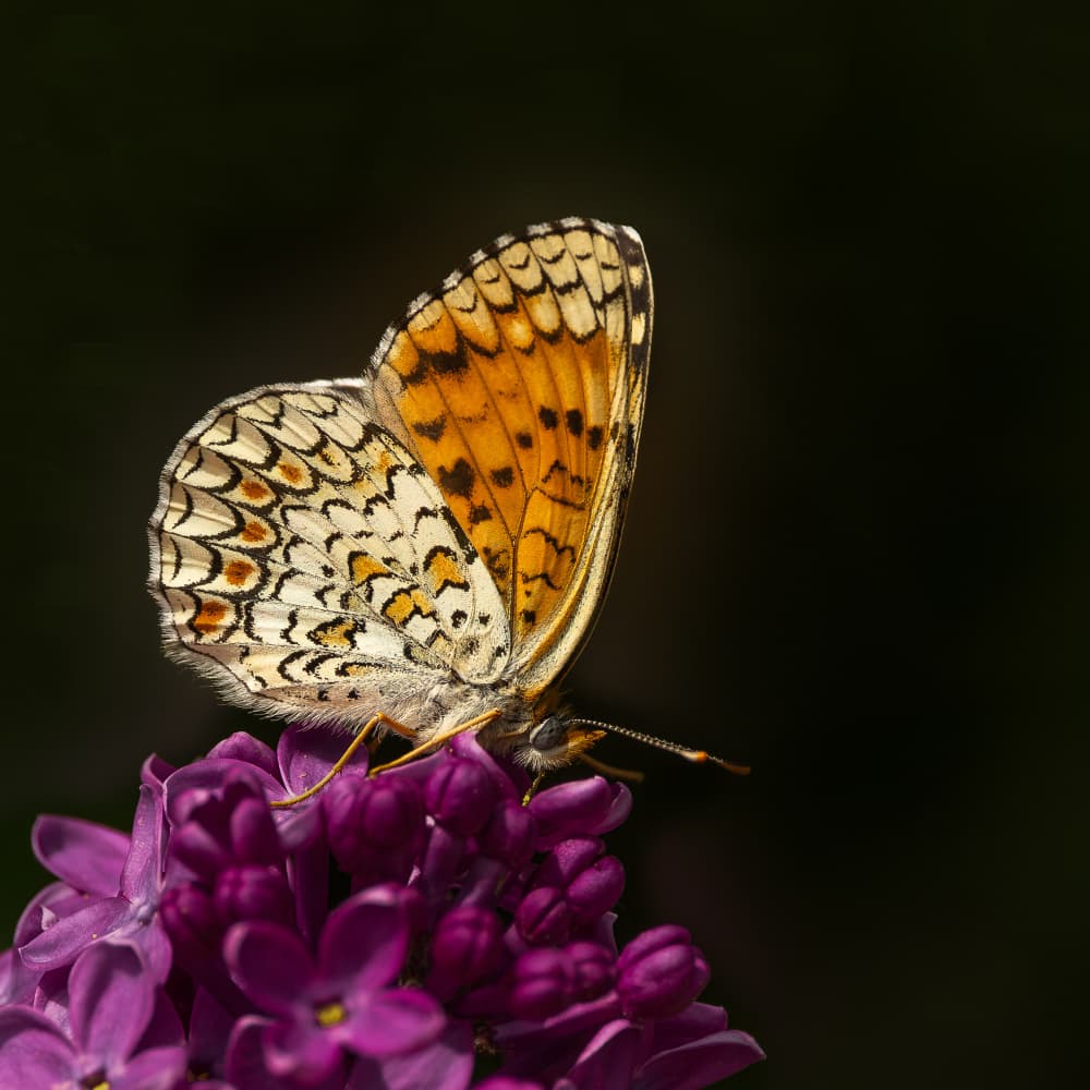 Vibrant Butterfly on Lilac by Annie Keizer — canvas wall art