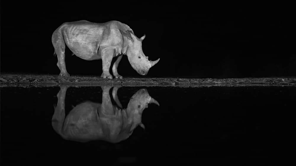 Night Rhino Reflection by Joan Gil Raga — canvas wall art