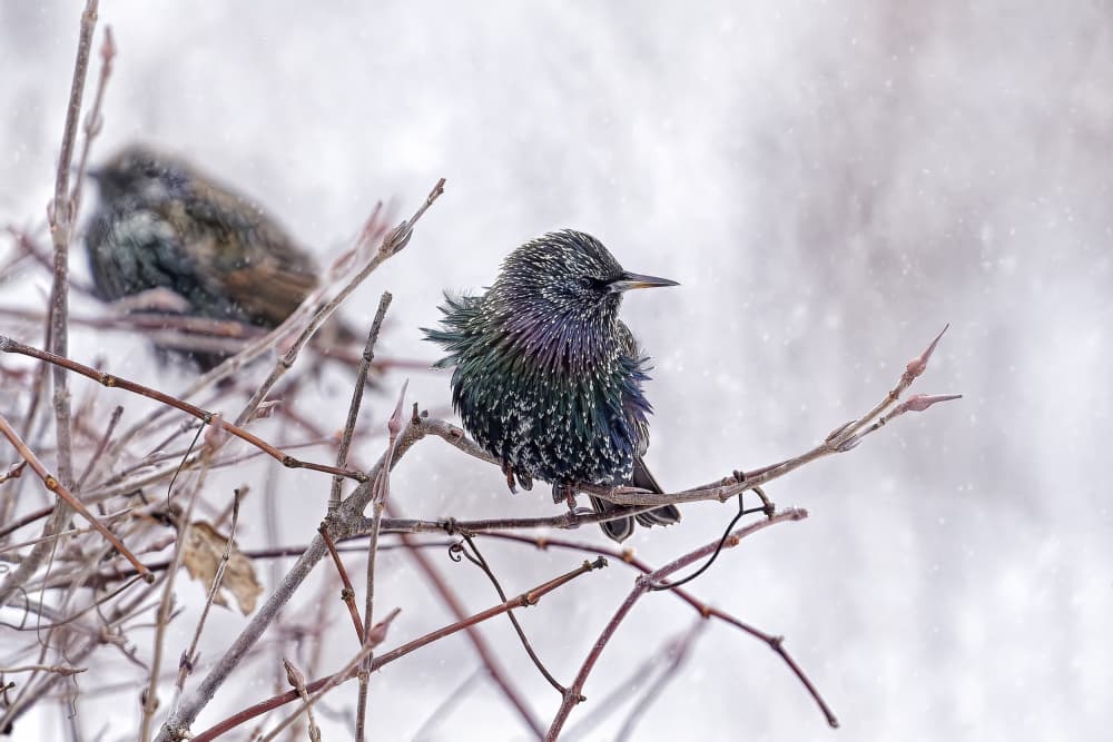 Winter Starling In Snow by Lucie Gagnon — canvas wall art