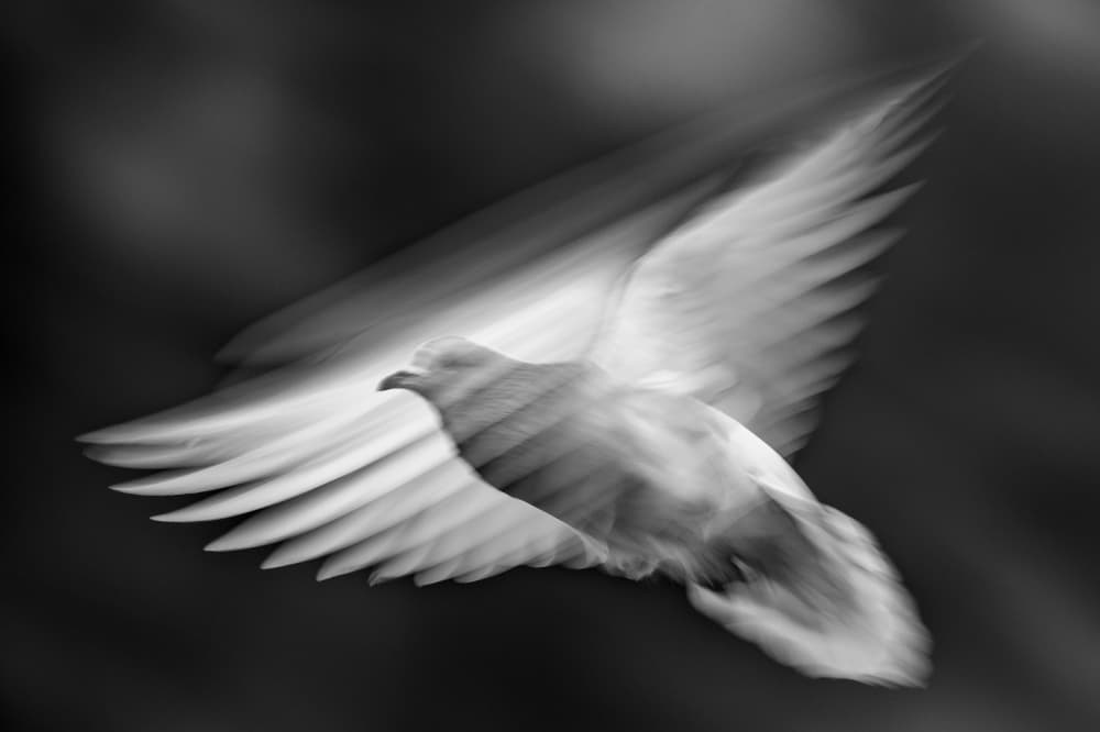 Dynamic Pigeon Flight by Ahmed Elsheshtawy — canvas wall art